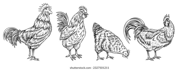 Set with roosters and chicken. Vintage sketch with rustic birds and feathered pets in line art style. Agriculture, village and farm concept. Linear flat vector collection isolated on white background