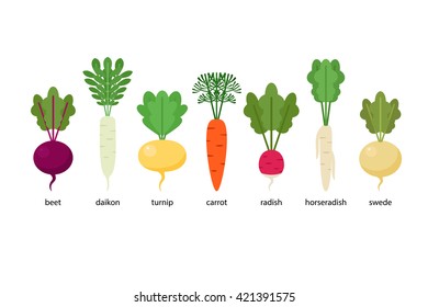 Set of root crops: daikon, horseradish, radish, beet, turnip, swede, carrot