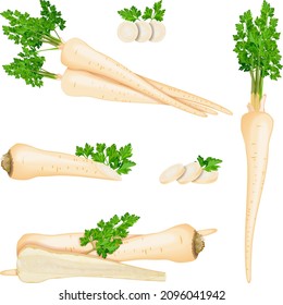 Set of root parsley for banners, flyers, posters, social media. Half root parsley and slices. Root parsley with leaves. Fresh organic and healthy, diet and vegetarian vegetables. Vector illustration