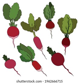 Wurzelgemüse oder helle Radieschen, frisches Gemüse mit grünen Blättern. Flache Vektorgrafik. Sommersaison