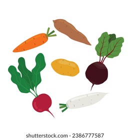 Set of Root vegetables flat vector in cartoon style isolated on white background: beet, radish, white radish, carrot, potato, sweet potato