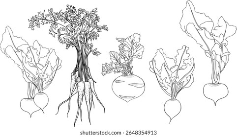 Set of root vegetables with roots and leaves. Drawings of carrots, radishes, turnips, kohlrabi and beets. Black and white vector illustration isolated on white background.
