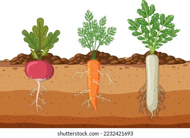 Conjunto de hortalizas de raíz con sistema raíz ilustración subterránea