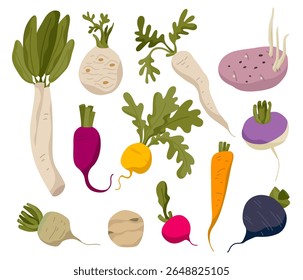 Conjunto de verduras raiz. Ilustração vetorial. Rábano, aipo, raízes brancas, batata, beterraba, nabo, daikon, topinambos, rabanete, cenoura