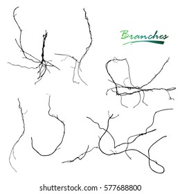 Set of roots, branches twisted and curly. To form different shapes. Detailed vector illustration.