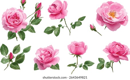 Set of Rosa chinensis Chinese rose Bengal rose frontal isolated cutout tree floral vector illustration, exotic garden flower, tropical plant, ornamental shrub, botanical art.