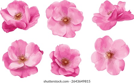 Set of Rosa rugosa beach rose Japanese rose Ramanas rose letchberry isolated cutout tree vector illustration, wild shrub, flowering plant, botanical garden, nature flora.