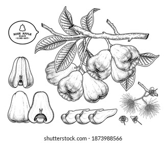 Set of Rose apple fruit hand drawn elements botanical illustration
