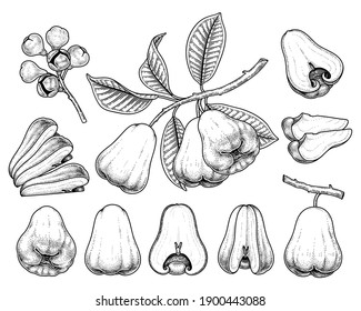 Conjunto de elementos dibujados a mano con frutos de manzana rosa ilustración botánica