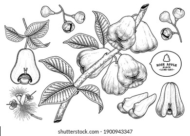 Set of Rose apple fruit hand drawn elements botanical illustration