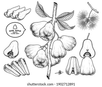 Set of Rose apple fruit hand drawn elements botanical illustration
