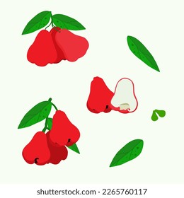 Set of rose apple isolated on white background, vector illustration.