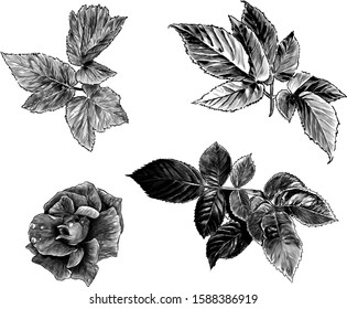 set of rose Bud flower and leaves, sketch vector graphics monochrome illustration on white background
