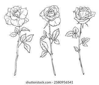 Set of rose flower in engraving style. Hand drawn vector outline illustration of floral plant on isolated background Engrave drawing painted by black inks Monochrome sketch.