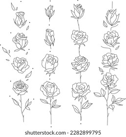 Set of rose flowers, buds and leaves in line art style. Stages of growth. Hand drawn minimalistic. Open and unblown rosebuds. Decorative vector elements for tattoo, greeting card, wedding invitation