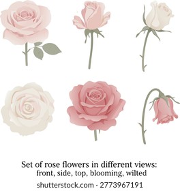 set of rose flowers in different views on transparent background