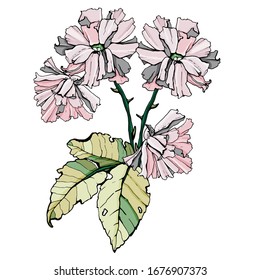 Set of rose flowers. Isolated over white background. Vector graphics.