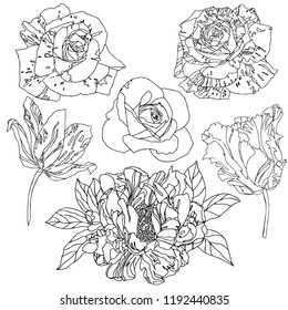 Set of rose flowers. Vector illustration. Beautiful colorful flowers. Realistic graphics, tattoo. Vintage paintings, postcard, background, wallpaper. Interior decoration. Interior decoration