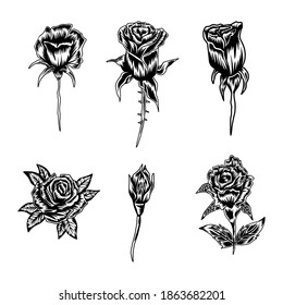 set of rose hand drawn
