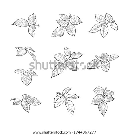 Set of rose leaves in engraving style isolated on white background. Black and white hand drawn realistic vector illustration.