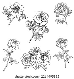 Set Rose sketch. Black outline on white background. Vector illustration.