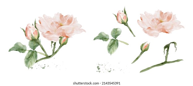 Set of rose watercolor elements isolated on white background. Botanical illustration collection of bouquet, flower, buds, leaves, and branches.