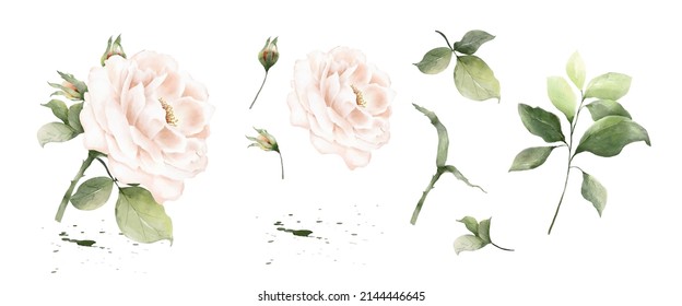 Set of rose watercolor elements isolated on white background. Botanical illustration collection of bouquet, flower, buds, leaves, and branches.