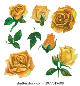 Set of rose watercolor elements. Vector illustration.