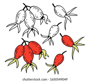 Set of rosehip fruits, black linear and color isolated on a white background, for use as a design element for food, medical preparations, herbal tea collections, cosmetics.