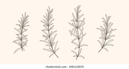Set of rosemary branch. Vector contour detailed illustration.