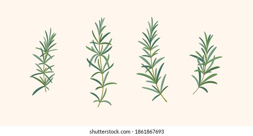 Set of rosemary branch. Vector detailed illustration.