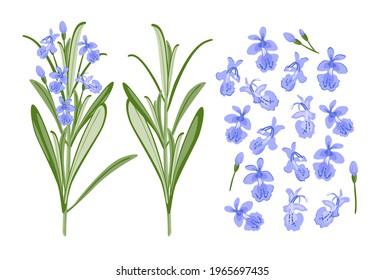 Blooming rosemary with small flowers sketch Vector Image