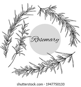Set of rosemary illustration, hand drawn herbs, plants, rosemary branch