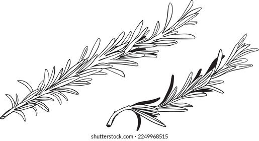 Set of Rosemary sprigs on a white background. Vector illustration. Hand drawn botanical spices for cooking of provencal herbs. For design, booklets, restaurant menus.