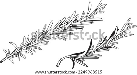 Set of Rosemary sprigs on a white background. Vector illustration. Hand drawn botanical spices for cooking of provencal herbs. For design, booklets, restaurant menus.