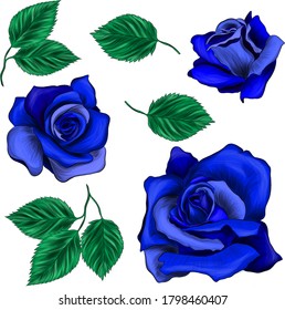 set of roses blue and leaves to create composition pattern flowers vector illustration
