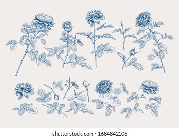 Set with roses. Botanical vector illustration. Blue and white. Classical.