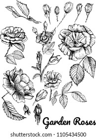 Set of Roses by hand painting