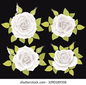 Set of Roses Flowers. Vector illustration
