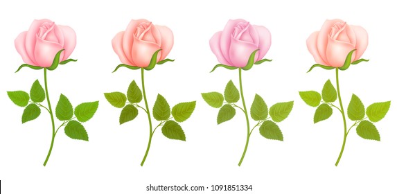 Set of Roses Flowers. Vector illustration