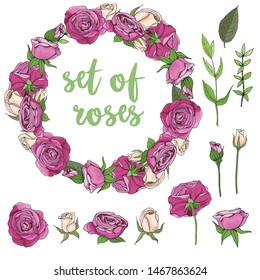 Set of roses and green leaves elements. Sketch color set. Roses are white and red. A wreath for the decoration of flowers. Transparent background. Elements for design.