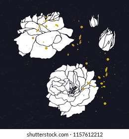 Set of roses hand drawn illustration. Flower drawing vector.Blooming detailed flowers.White silhouette on black background with gold splashes.Stock line vector illustration botanic flowers.Outline.