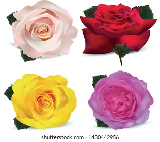 Set roses isolated on white background. Roses yellow, white, red, beige. 3d realistic flowers. Beautiful roses. Vector illustration
