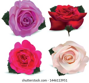 Set roses isolated on white background. Roses pink, purple, red, beige. 3d realistic flowers. Beautiful roses. Vector illustration
