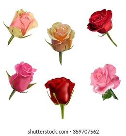 Set of roses isolated on the white background