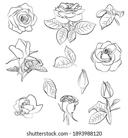 Set of roses, leaves, buds, linear black and white pattern.