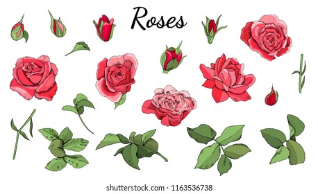 Set of roses and leaves isolated on white background. 