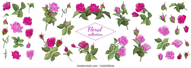 Set of roses and leaves isolated on white background. Excellent for greeting cards and invitations of the wedding, birthday, Valentine's Day
