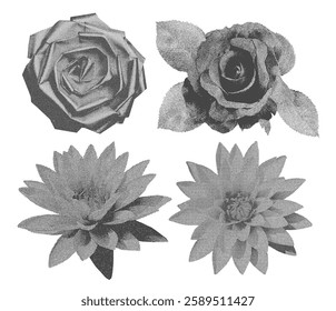 Set of roses and lilies with a retro photocopy effect. Set of flowers with leaves. Roses vintage illustration. Grey color stippling technique. Texture of dots. Grunge vector rose. Vector illustration.