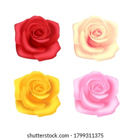 Set of roses on white background, red, beige, pink and yellow, garden flowers. Objects for decoration.